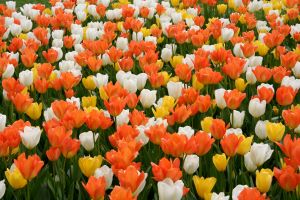A field of pink, white, and yellow tulips