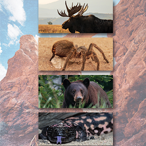 Image for event: Family Science Night: Wildlife of Utah