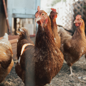 Image for event: Learn It: Backyard Chickens